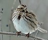 Song Sparrow in winter
