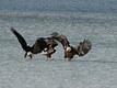 Young Bald Eagles fighting over fish