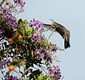 Hummingbird, Mexico