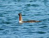 Red Throated Loon, CA