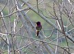 Anna's Hummingbird, CA