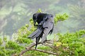 Raven, CA