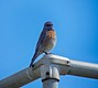 Western Bluebird, CA