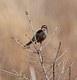 Song Sparrow posing.