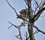 Red Tailed Hawk Perching