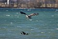 Immature Bald Eagle attacks Canada Goose