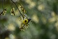 American Goldfinch after rain