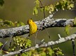 Always amusing Yellow Warbler