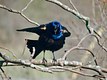 Grackle aggravated