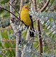 Western Tanager in gum tree, Mexico
