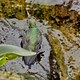 Hummingbird having a bath