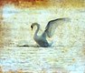 Fantasy swan