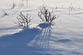 Snow shadows