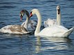 Mute Swan family