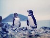 Penguins at Galapagos