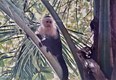 Monkey in the Amazonian rainforest