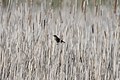Redwing Blackbird, female in the cattails