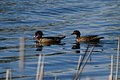 Mr. and Mrs. Wood Duck