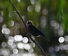 Redwing Blackbird female with bokeh