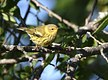 Cape May Warbler, female/immature