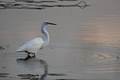 Up at first light with a Great Egret.
