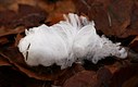 Ice hair in the wood