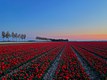 Red tulips in NOP, Emmeloord, Netherlands