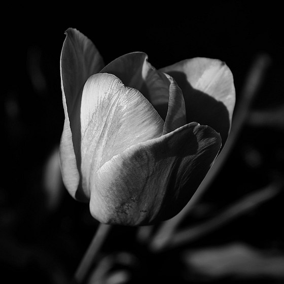 Square Format Photographs