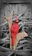 Cardinal on Driftwood