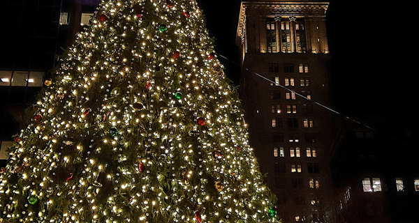 Boston Christmas Trees