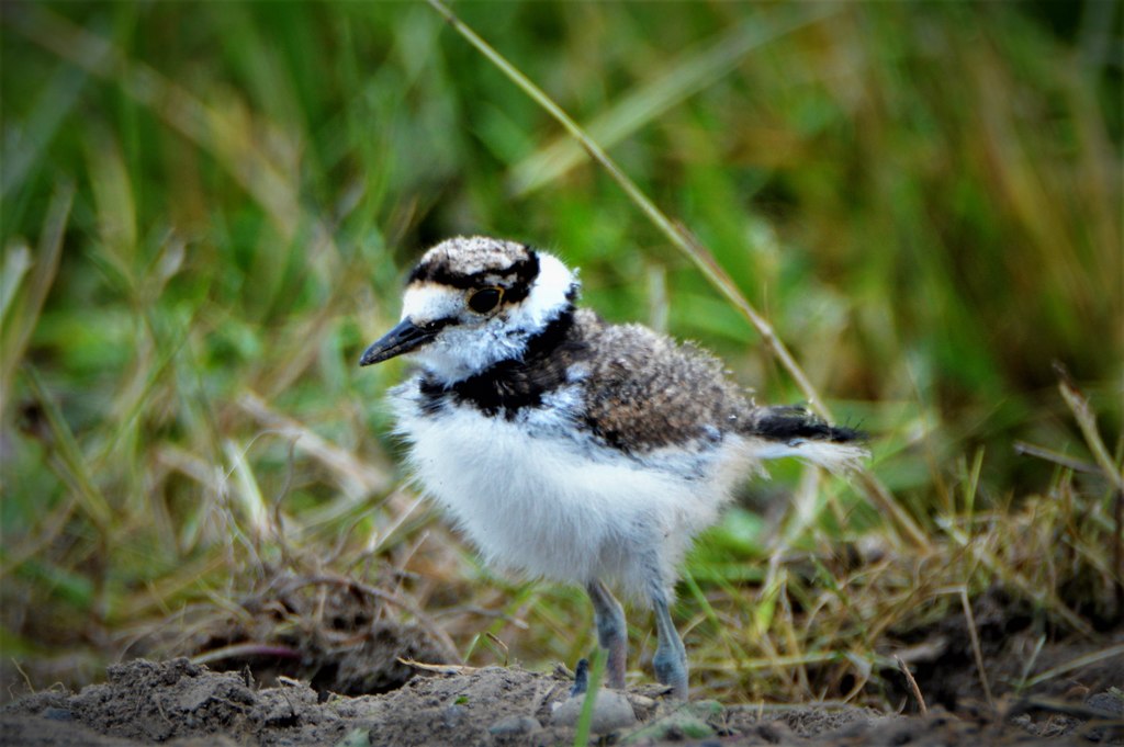 new killdeer babies IMAGES BY JAMES / ISEE YOU SEE