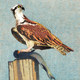 Florida Osprey