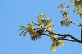 Blackburnian Warbler (Spring)