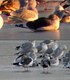 Slaty-Backed Gull (with Herring Gulls)