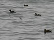 Long-Tailed Duck (with Common Eiders)