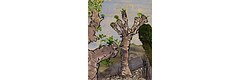 Small paintings on wood, group 5