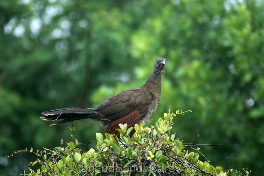 Animals of the Rain Forest - Alan and Sandy Carey