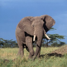 Elephants Submissions