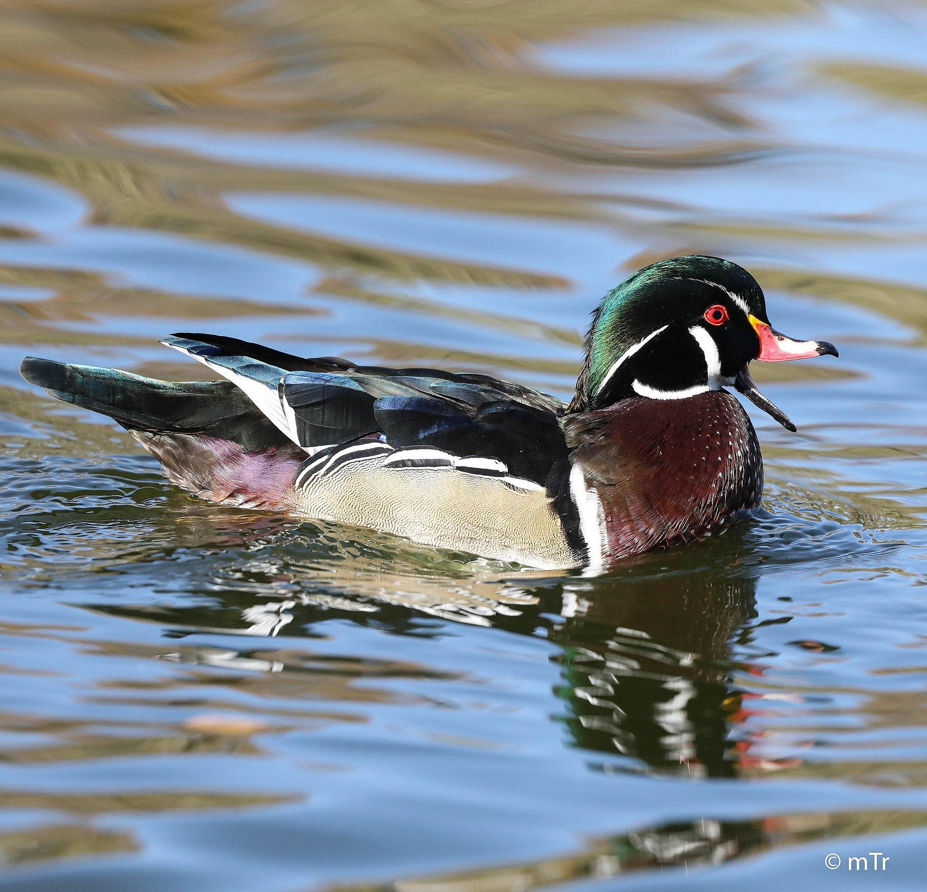 What Does The Expression Ducks On The Pond Mean