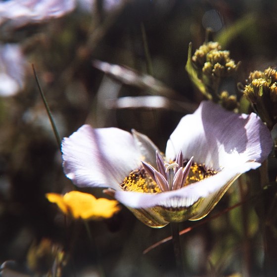 Wild Flower Season 2024 on 35mm