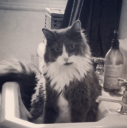 Archibald in the sink